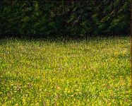 Arthur Woods Nature Paintings: Wiese auf dem Randen