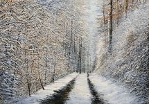 Arthur Woods Nature Paintings: Winter Wanderland